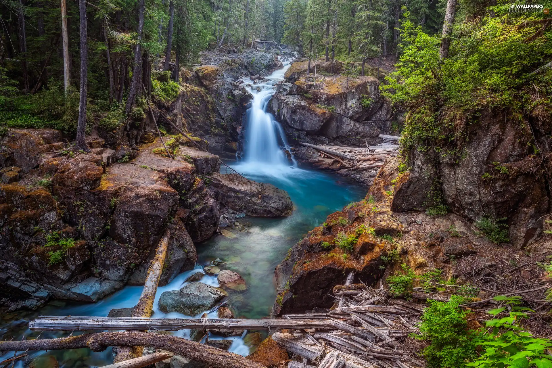 rocks, Ohanapecosh River, Washington State, Mount Rainier National Park, forest, VEGETATION, The United States