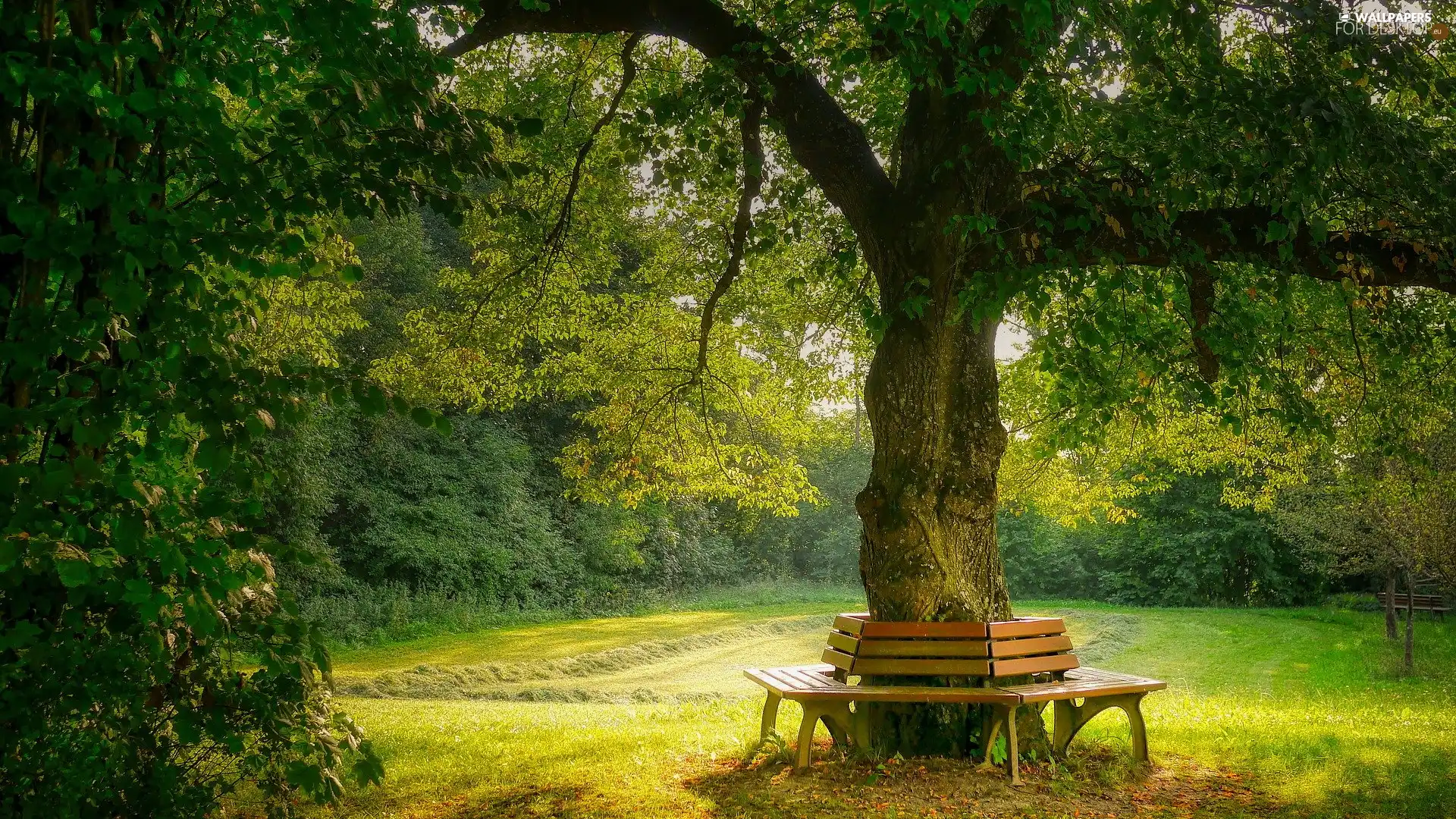 bench, Park, summer, wood, trees