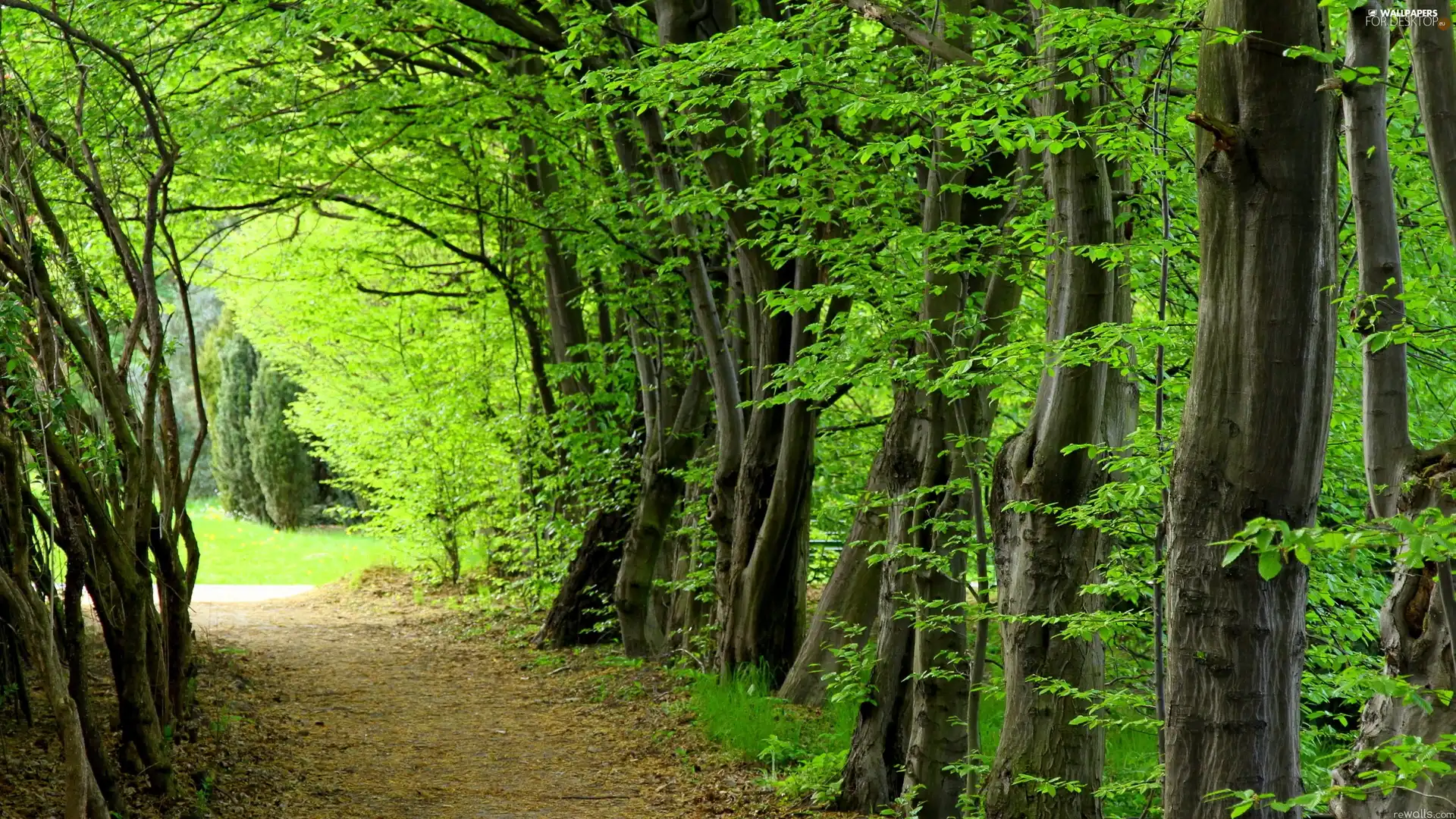 Path, Green, forest