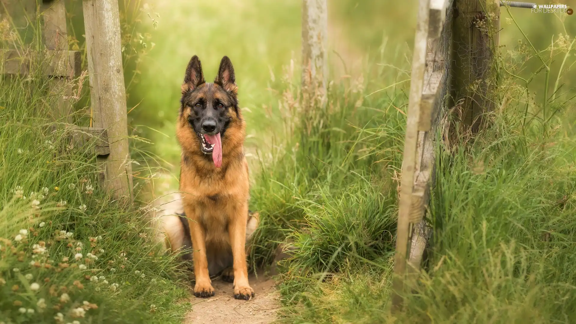 dog, Path, grass, German Shepherd