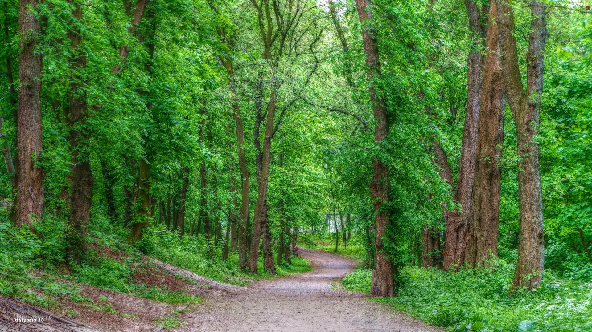 Way, trees, green, viewes, forest, Path, HDR