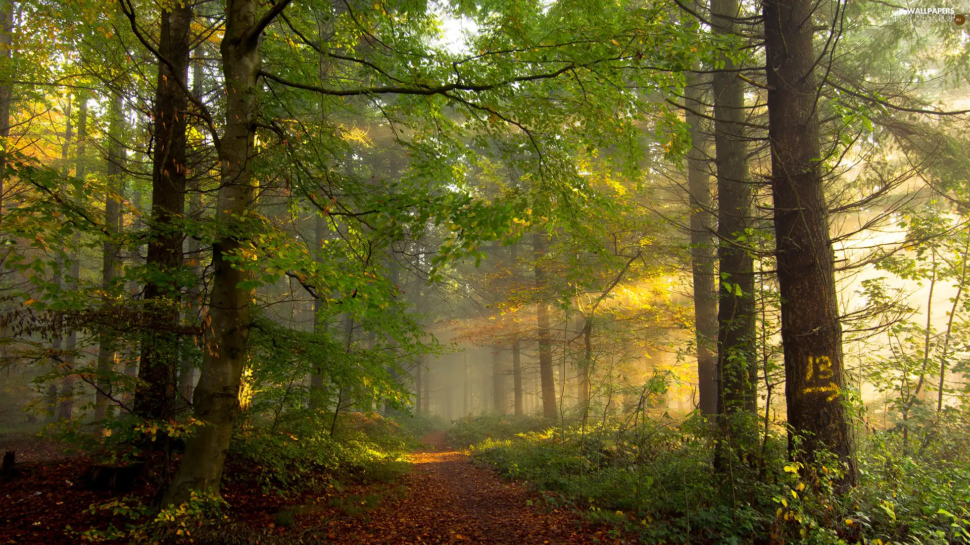 Path, forest, trees, viewes, luminosity, sunny, sun, flash, ligh
