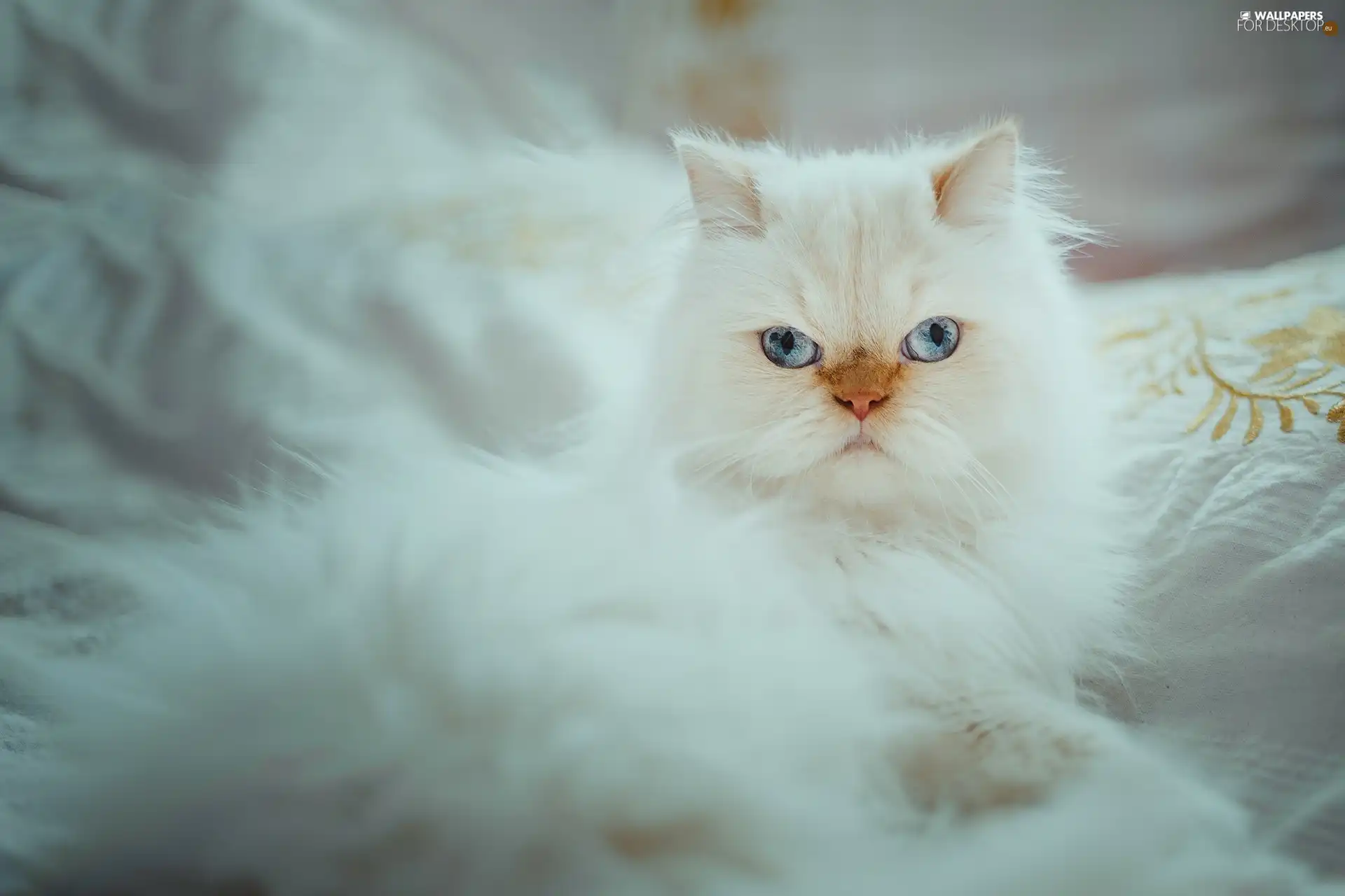 Blue, Eyes, fluffy, Persian Cat, White