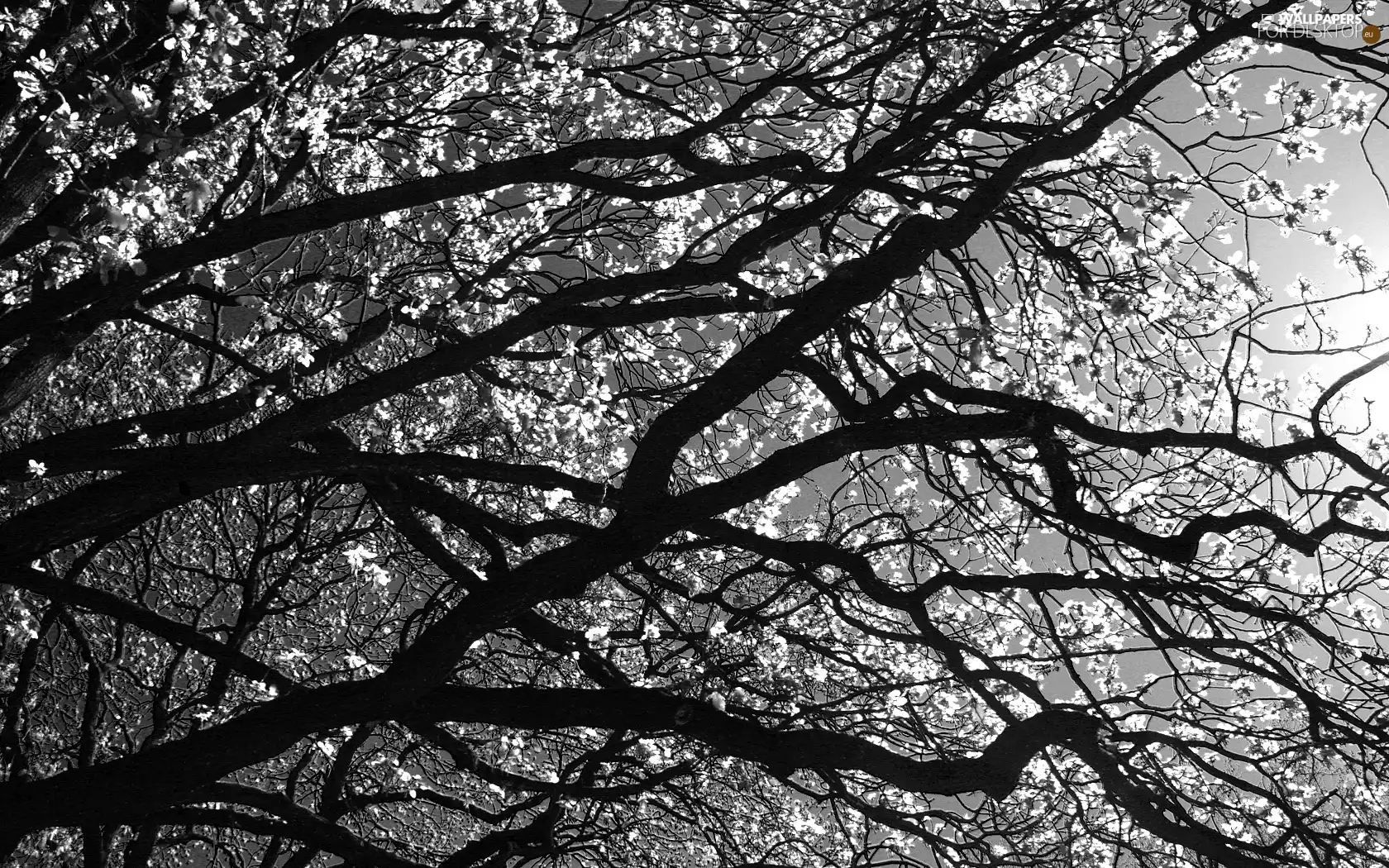 trees, branch pics