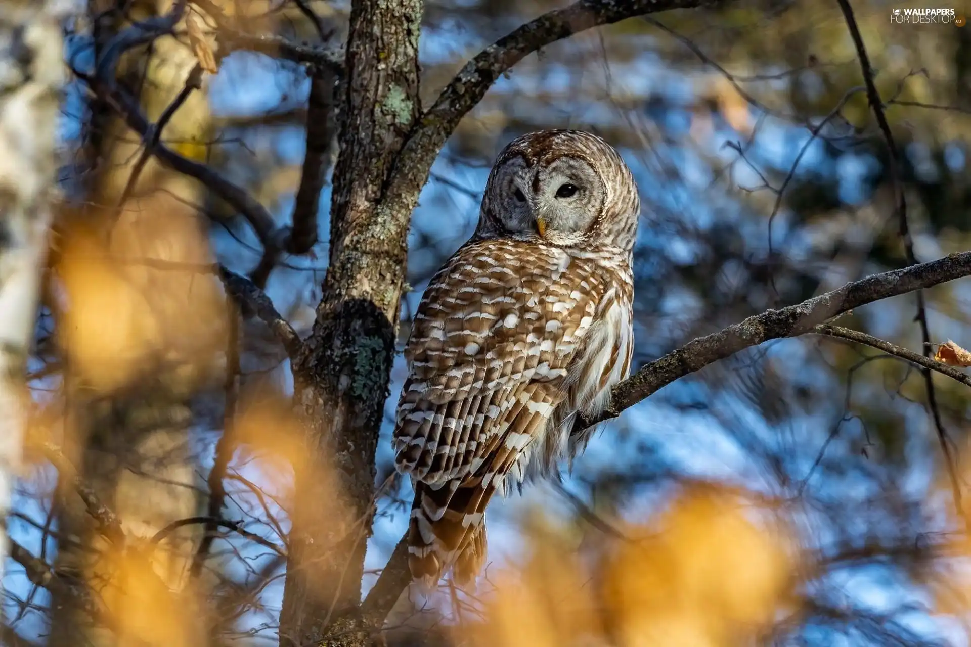 owl, trees, branch pics, Brown Owl