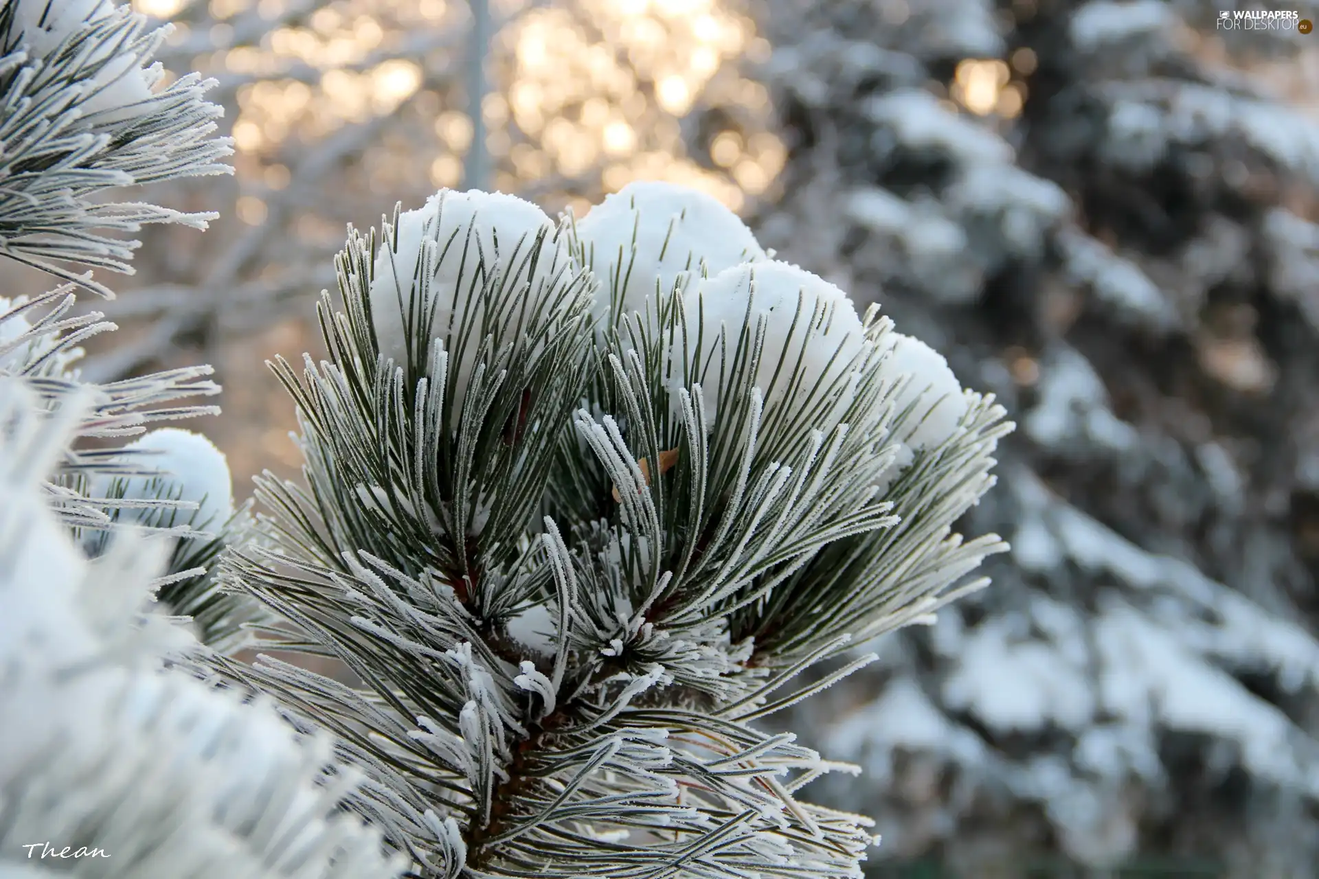 Frost, A snow-covered, pine