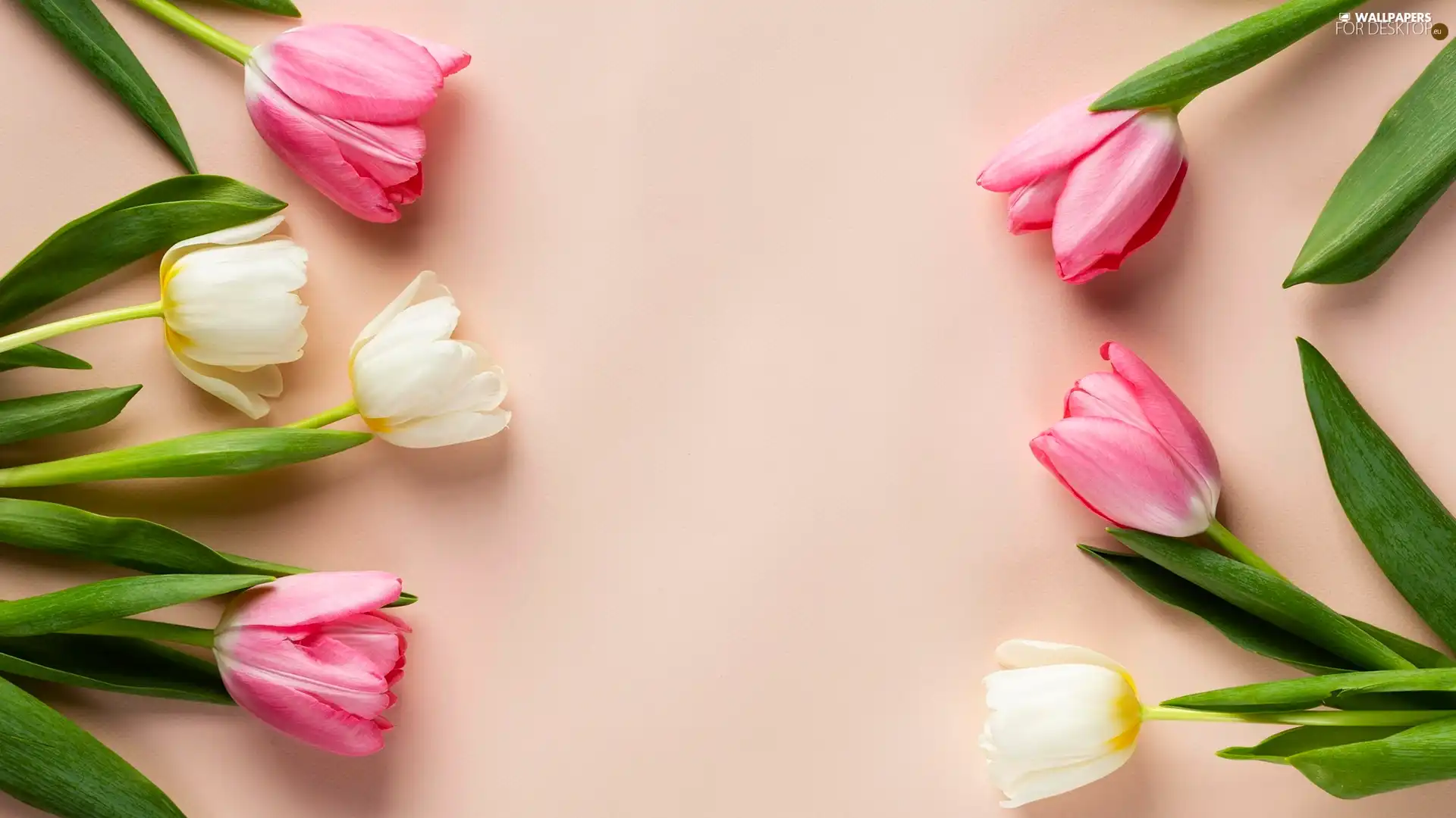 Flowers, Pink tulips, background, color