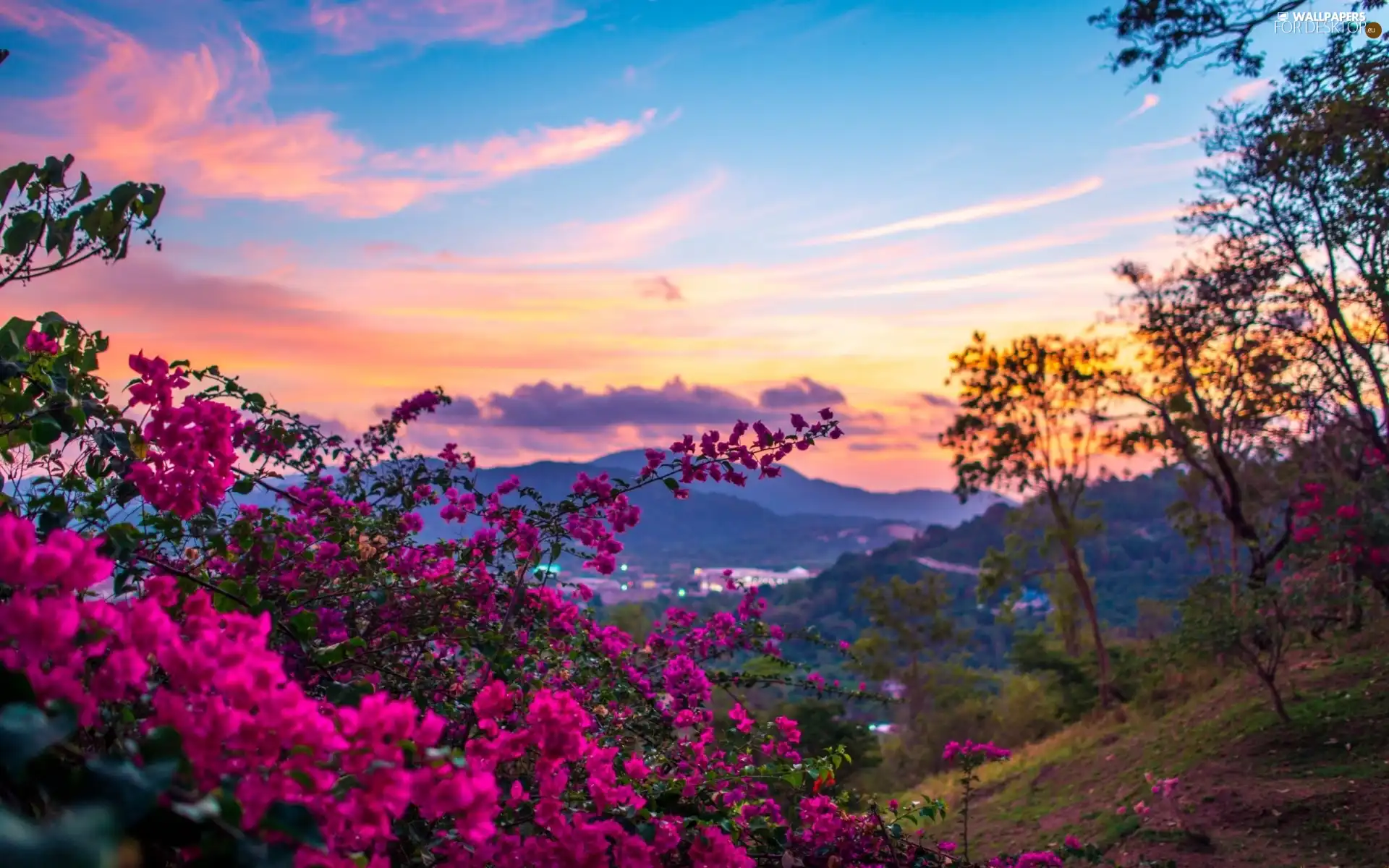 west, The Hills, pink Flowers, sun