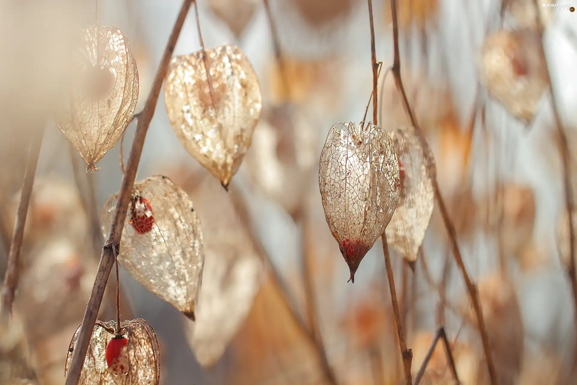 dry, physalis bloated, plant