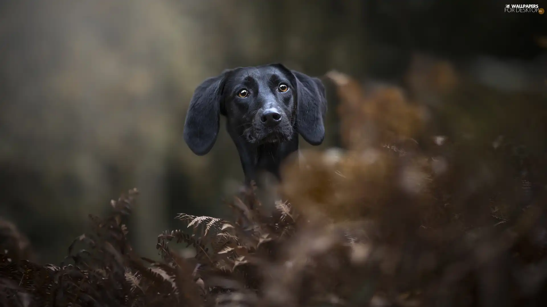 Longs, ears, background, muzzle, fuzzy, dog, Black, Plants