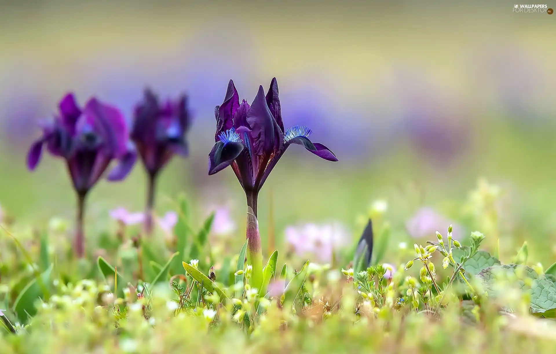 Flowers, Irises, plants, purple