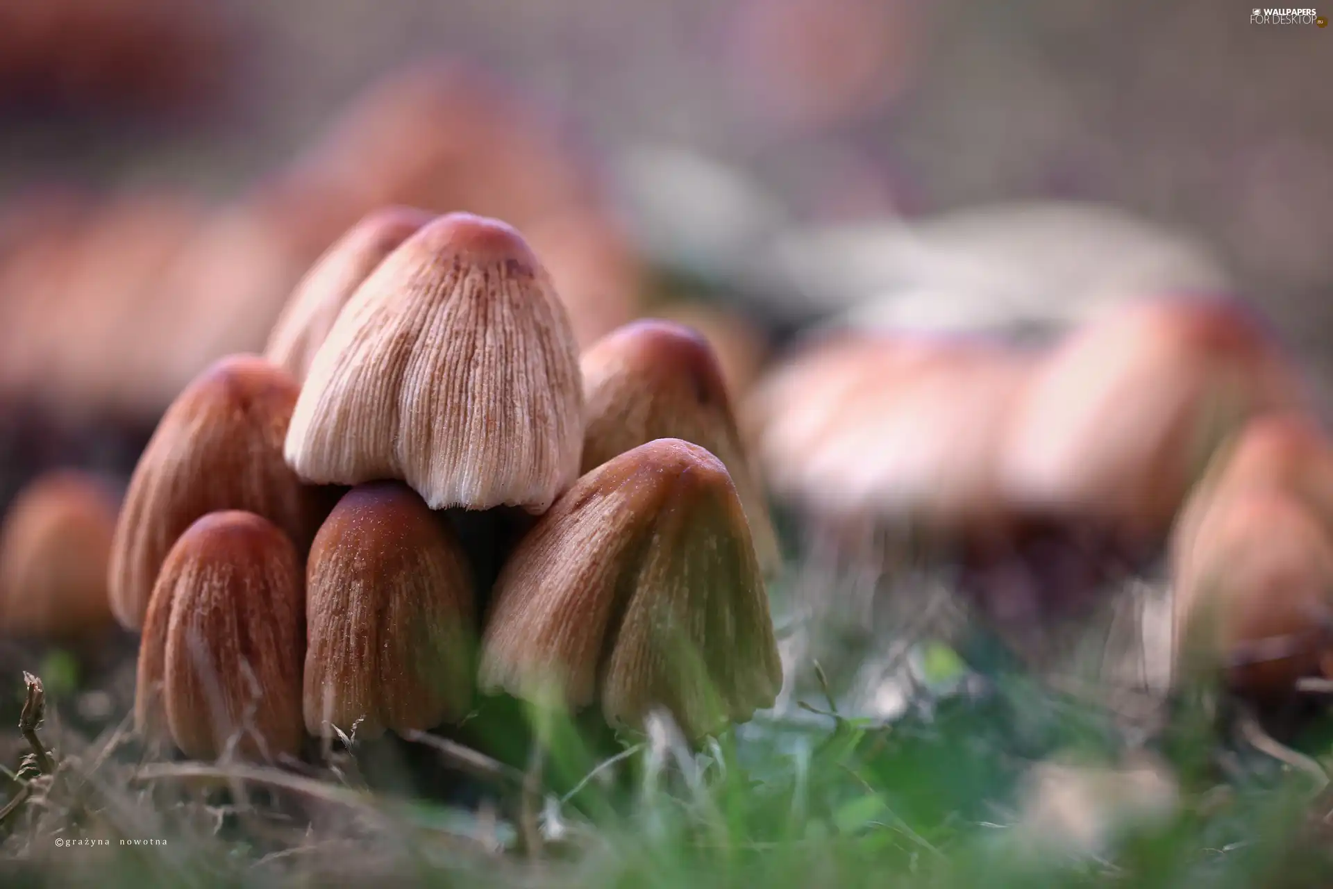 mushrooms, poisonous