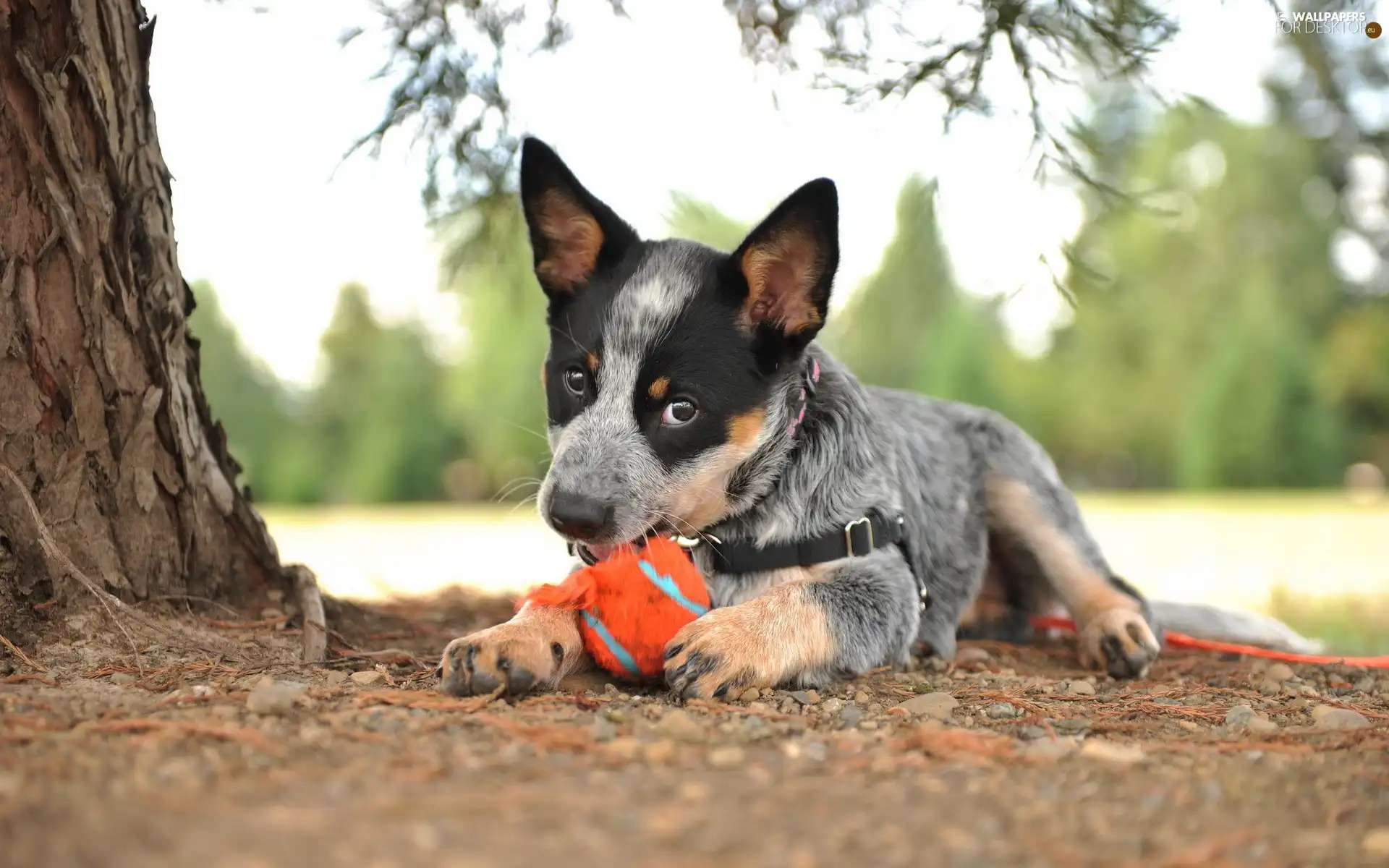 Australian cattle dog, dog, braces, trees, Ball, Puppy