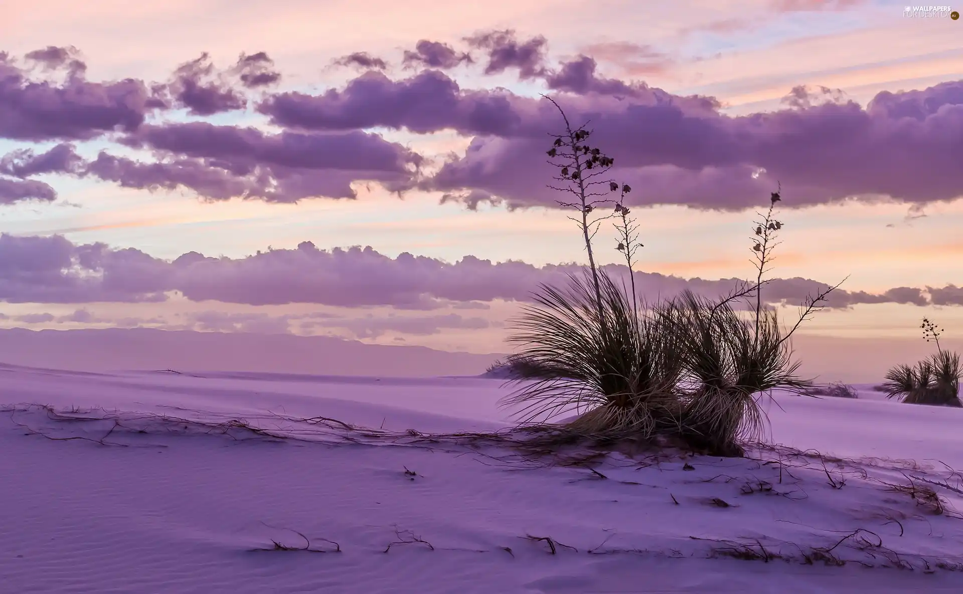 cluster, Sand, purple background, grass