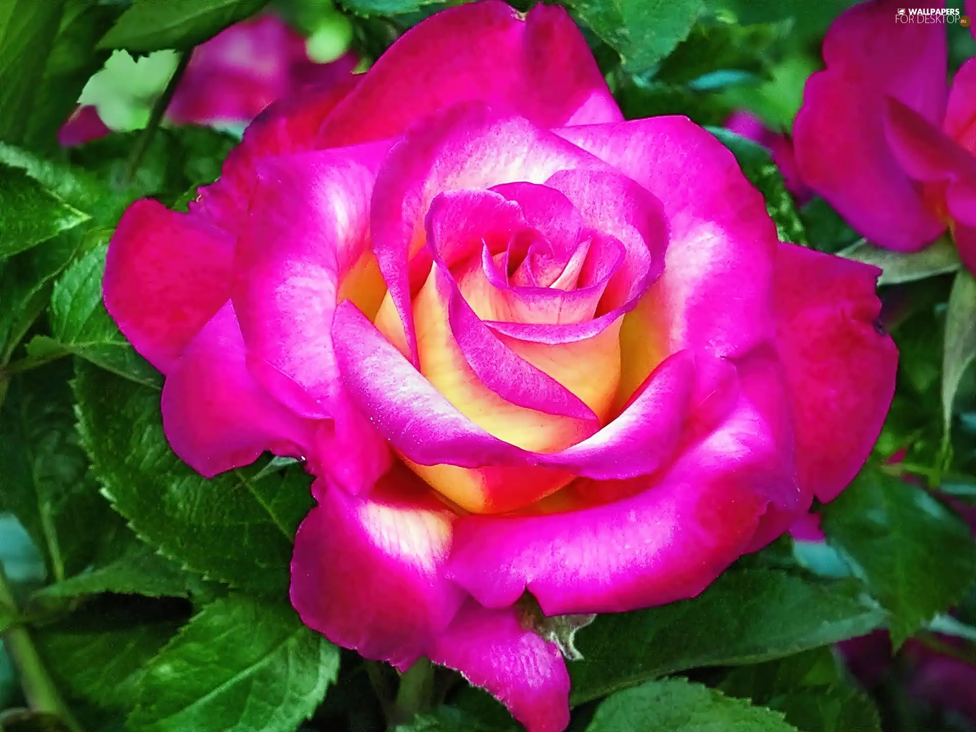 rose, Colourfull Flowers, Purple
