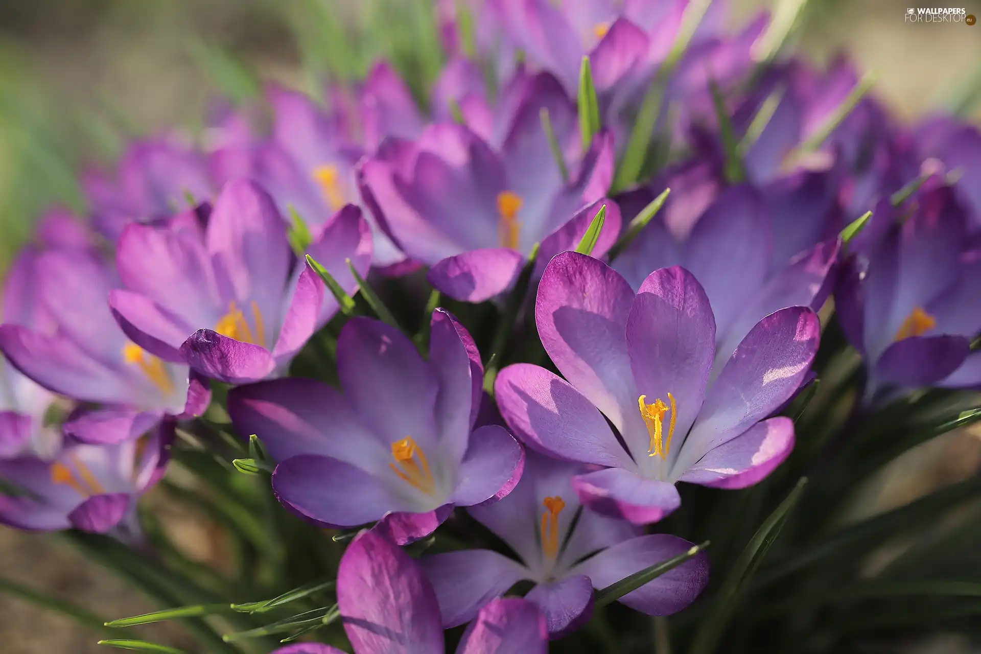 crocuses, Flowers, cluster, purple