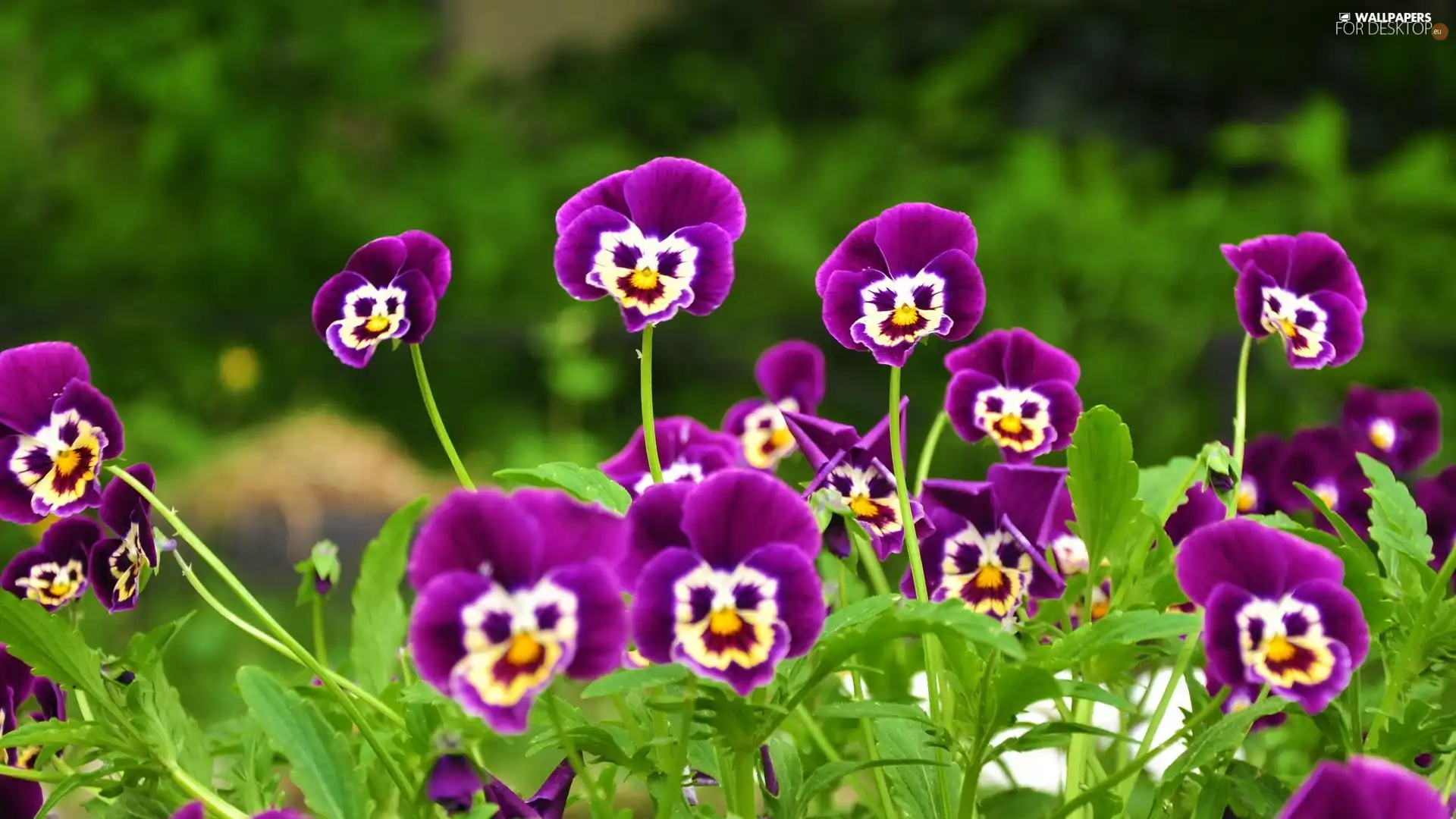 purple, pansies, faces
