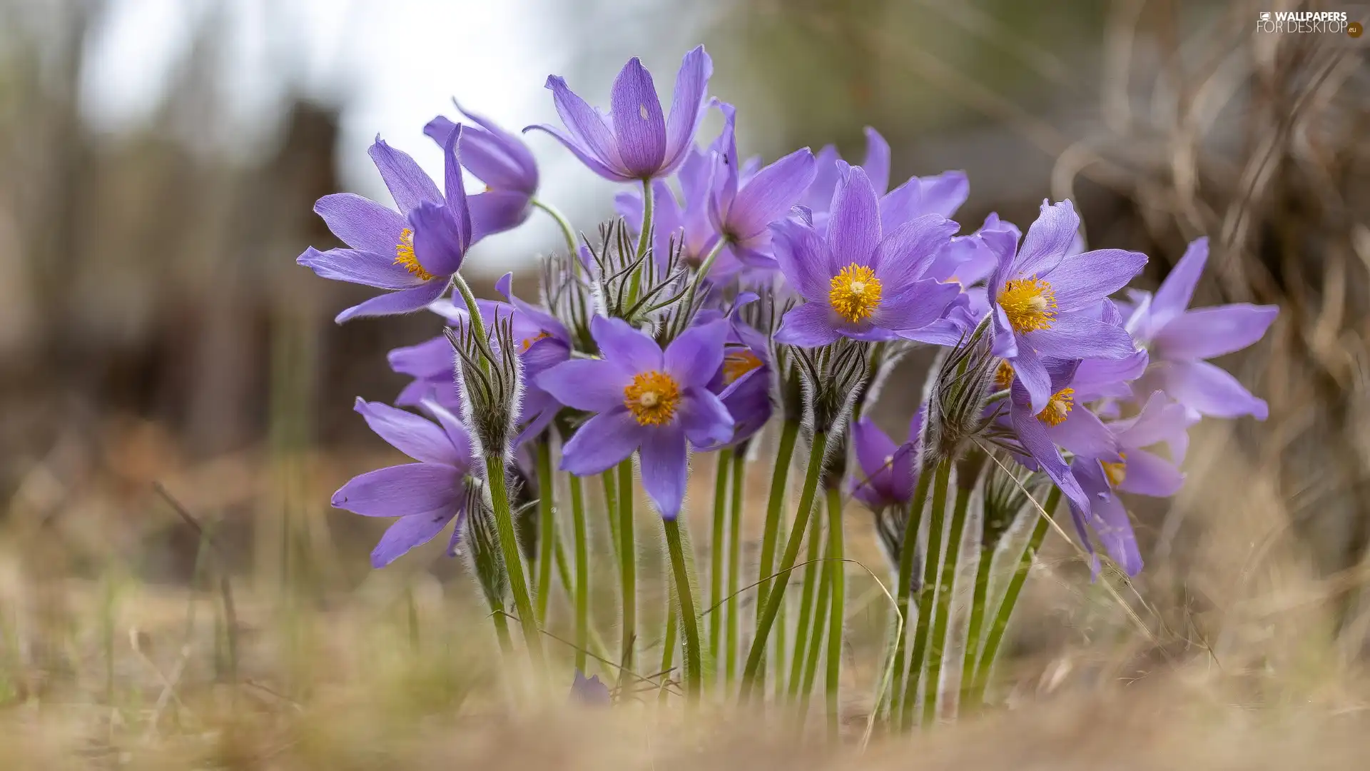 Light Purple, pasque, cluster, Flowers