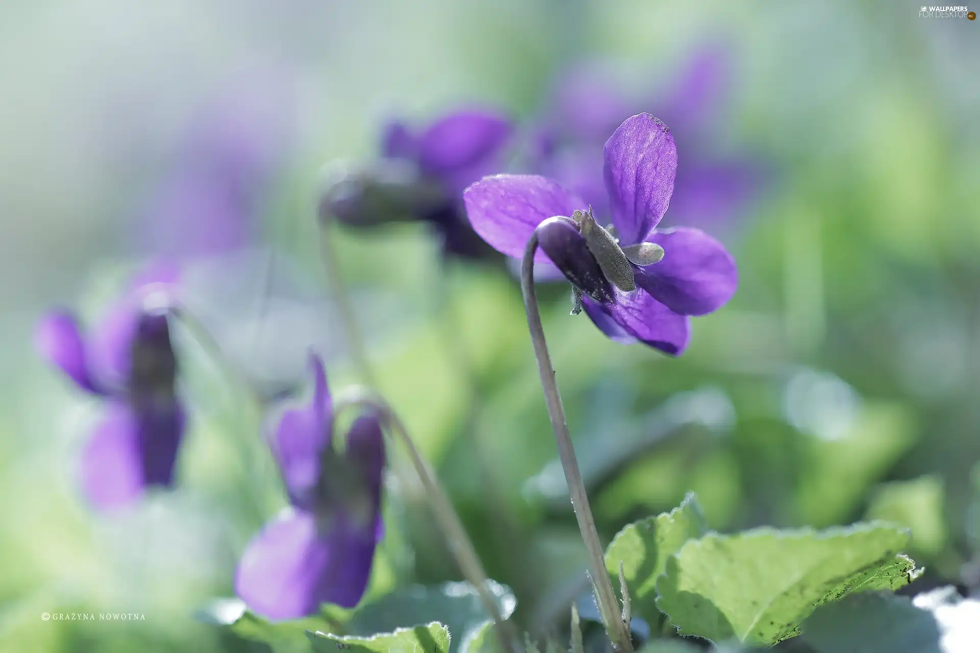 Viola odorata, Purple Flower