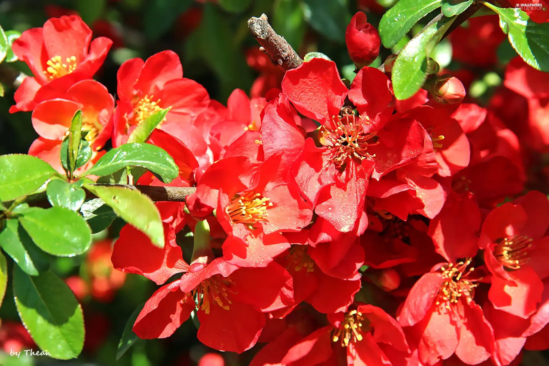 Red, Blossoming, quince, Flowers