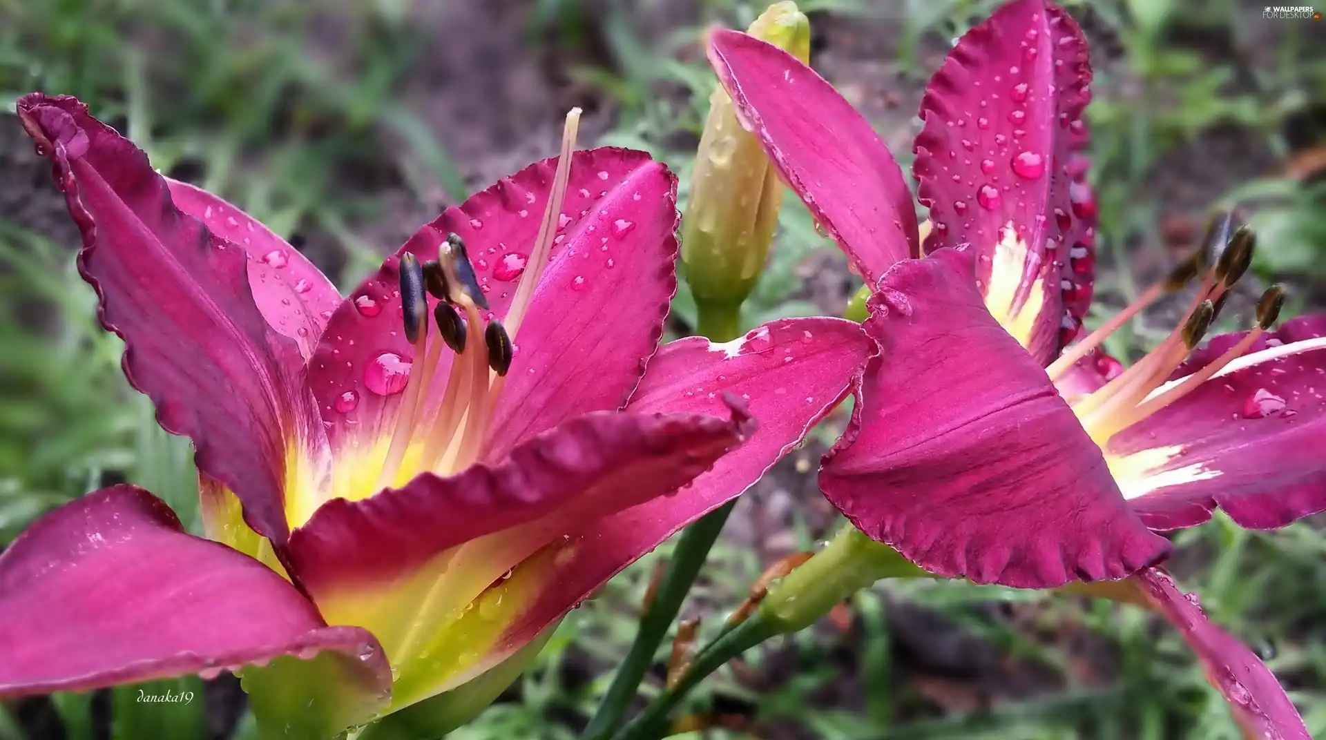 Pink, drops, rain, Daylilies