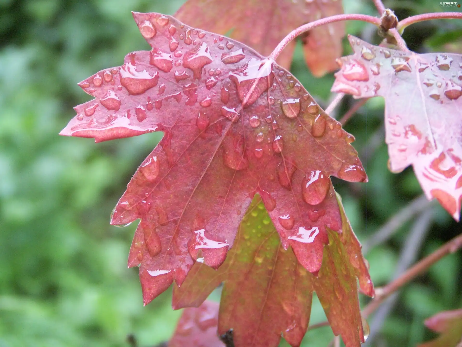 rain, Leaf, Po