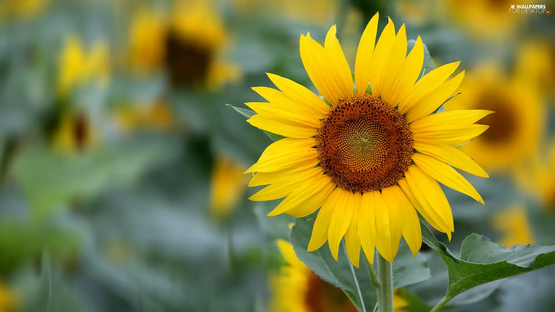 rapprochement, flower, Sunflower