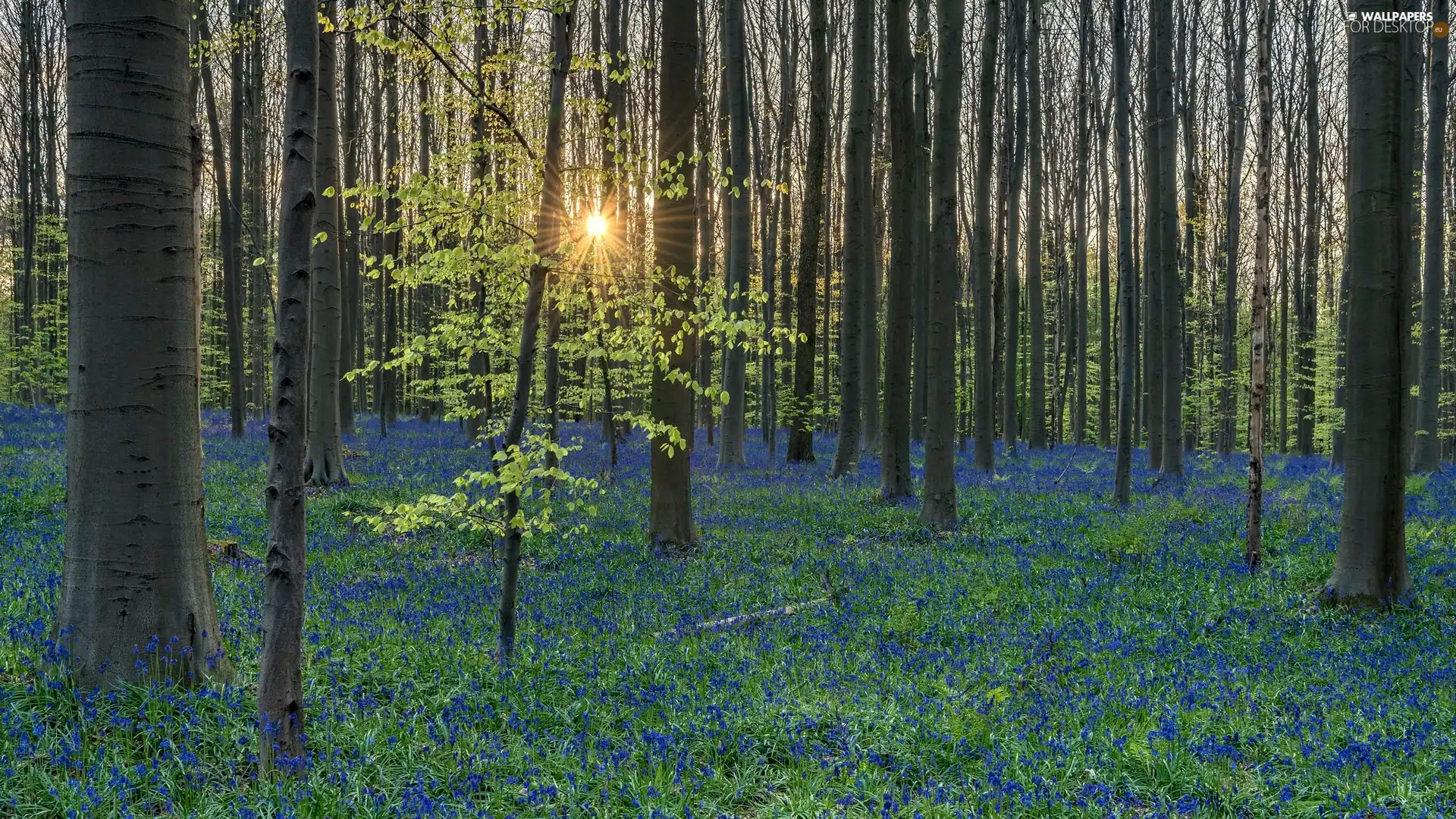 rays of the Sun, trees, Blue, viewes, forest, Spring, Flowers