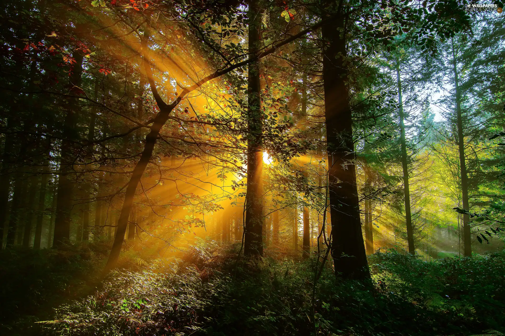 forest, trees, viewes, rays of the Sun