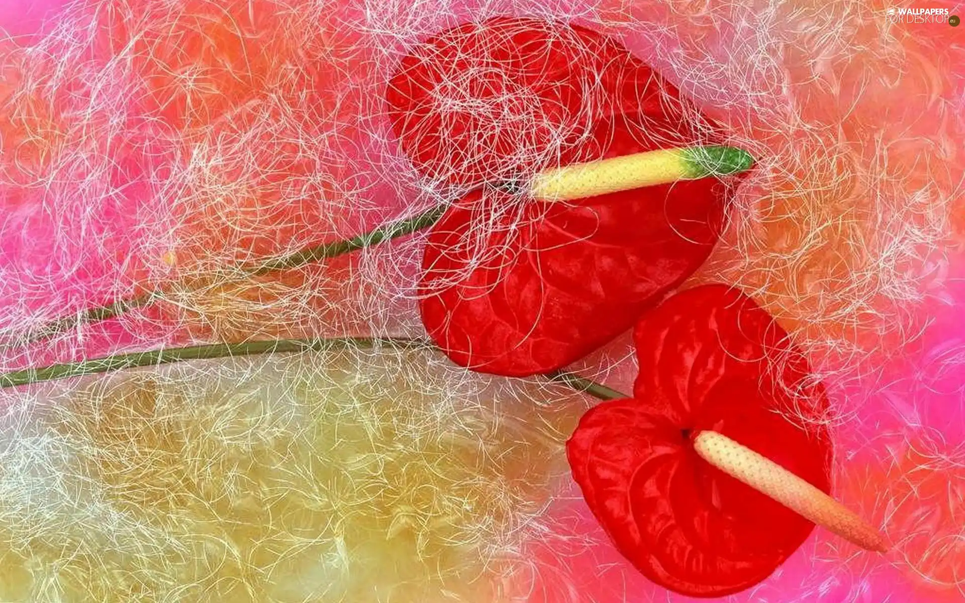 Red, Anturium, Flowers