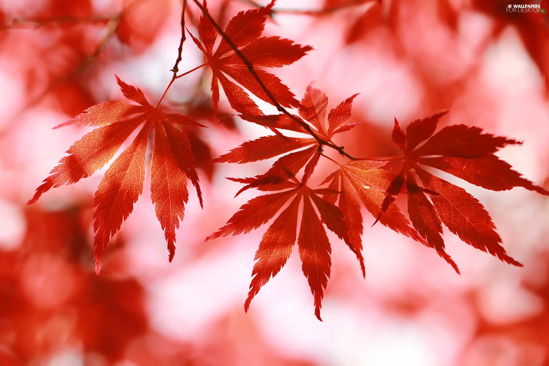 Leaf, Maple Palm, Red