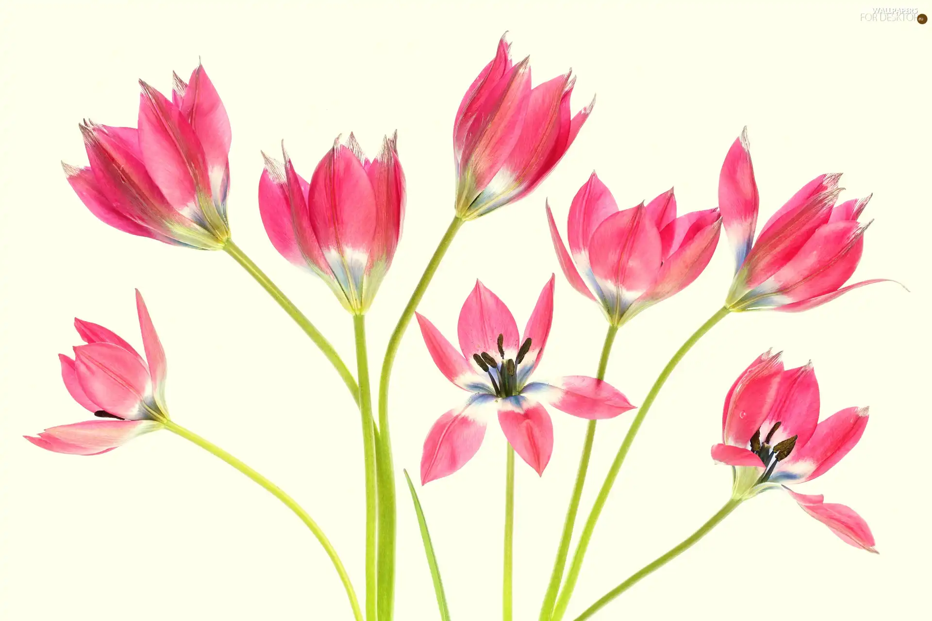 Light yellow, background, Red, Flowers, Tulips
