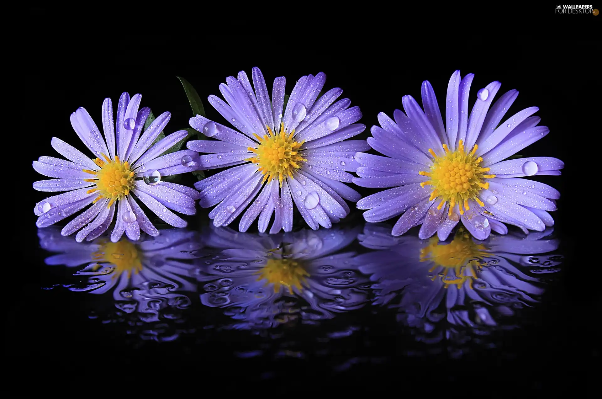 Astra, purple, drops, reflection, water, Flowers