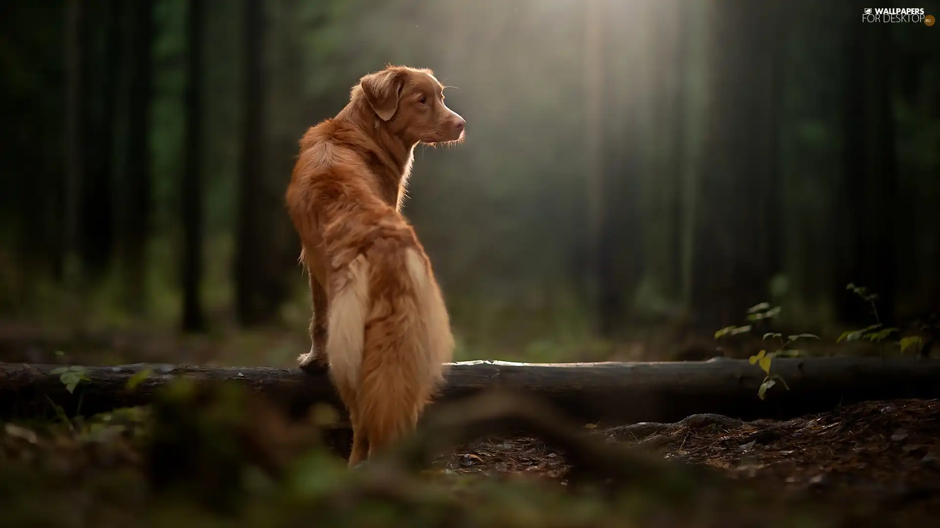 dog, forest, trees, Retriever Nova Scotia