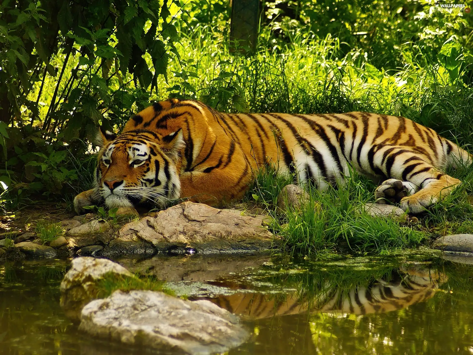 River, lying, tiger