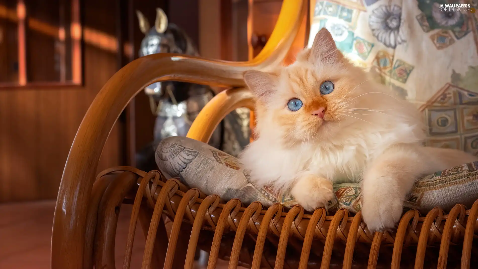 Armchair, rocking, Blue, Eyes, cat