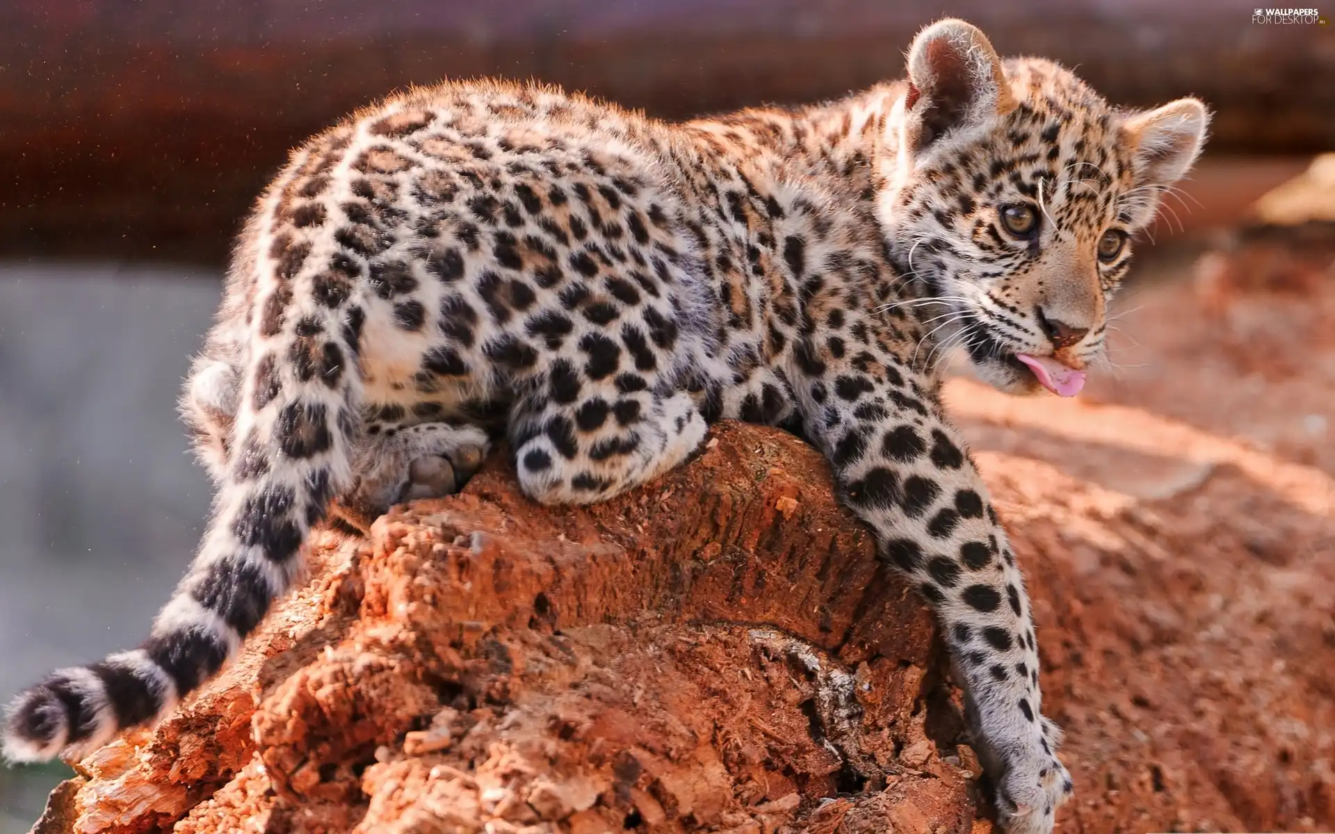 Rocks, small, Leopards