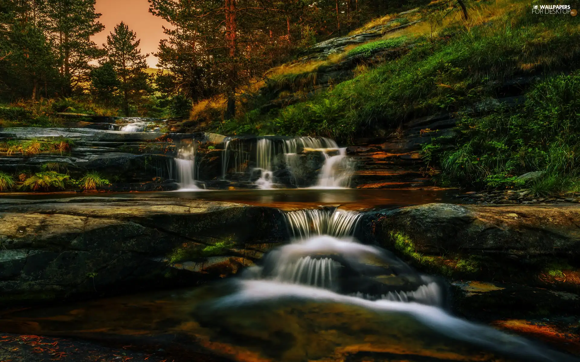 viewes, forest, waterfall, Rocks, Plants, trees