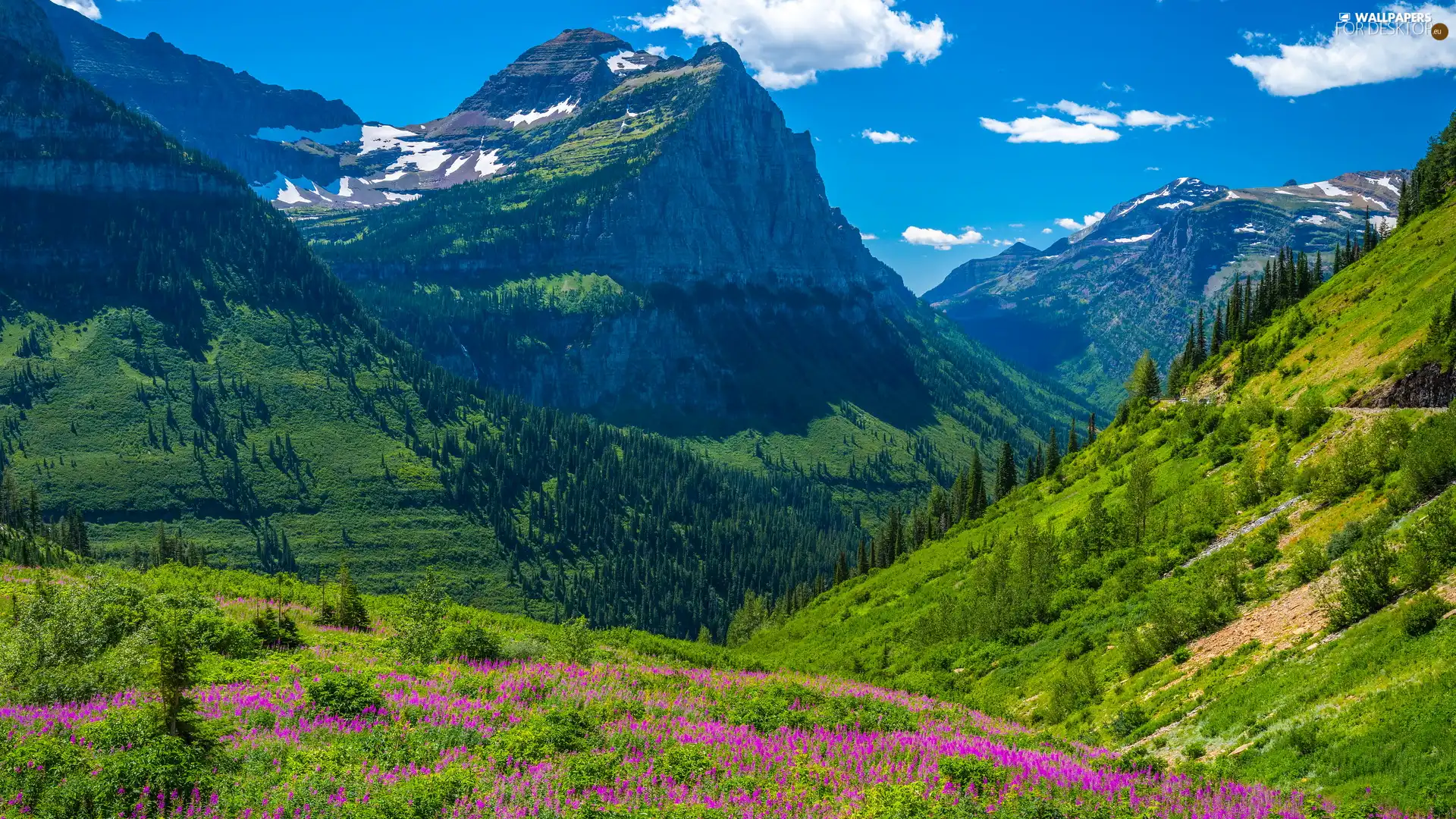 summer, Meadow, The United States, green ones, Montana, rocky mountains, Glacier National Park, woods