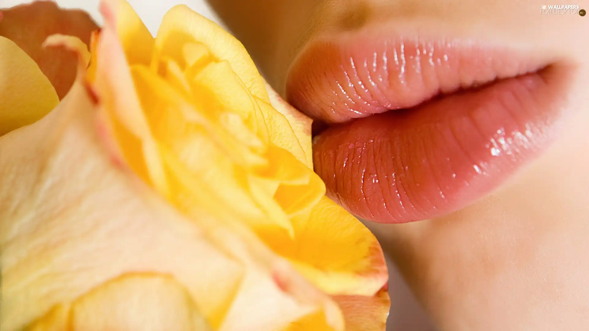 lips, Yellow Honda, rose, Womens