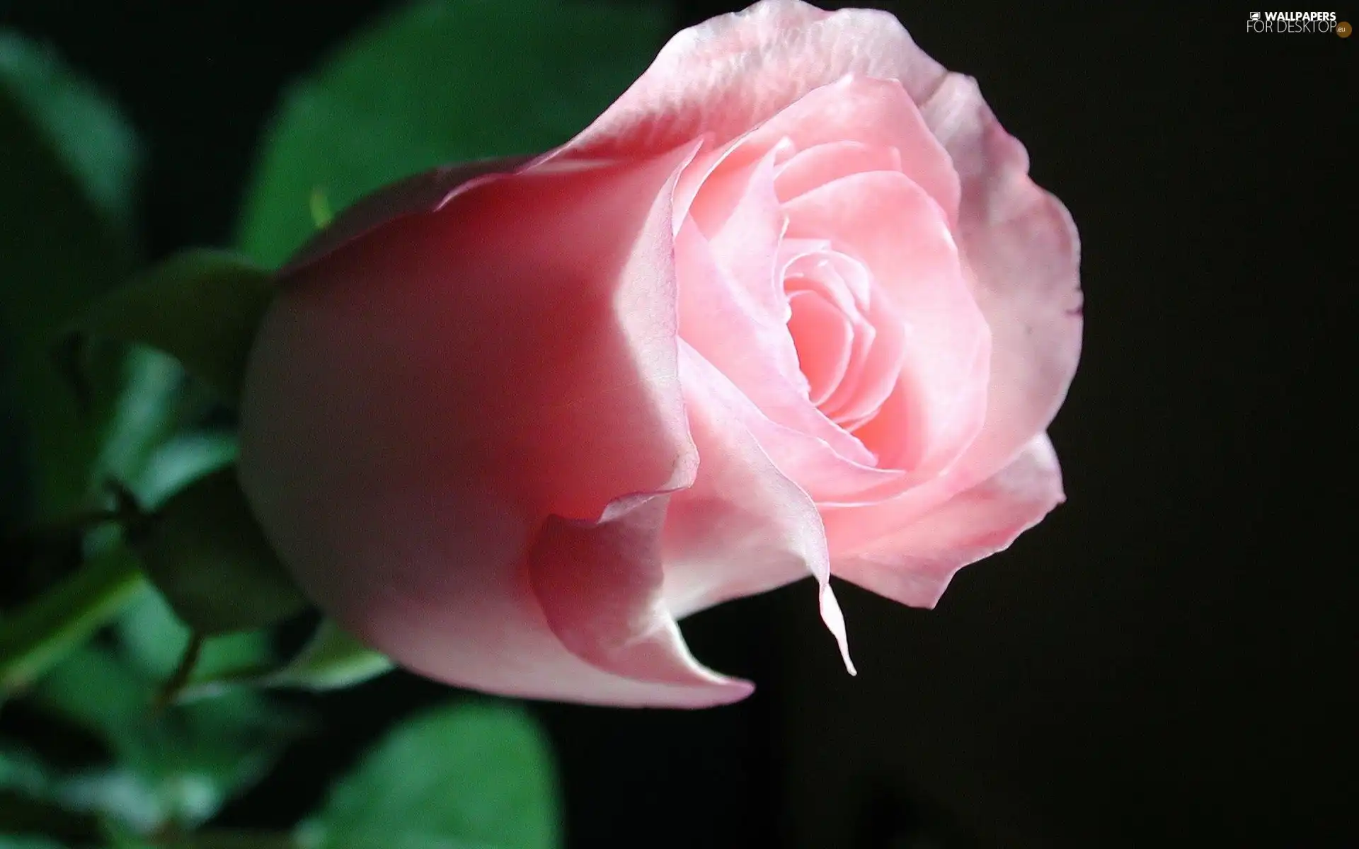 ##, Pink, rose