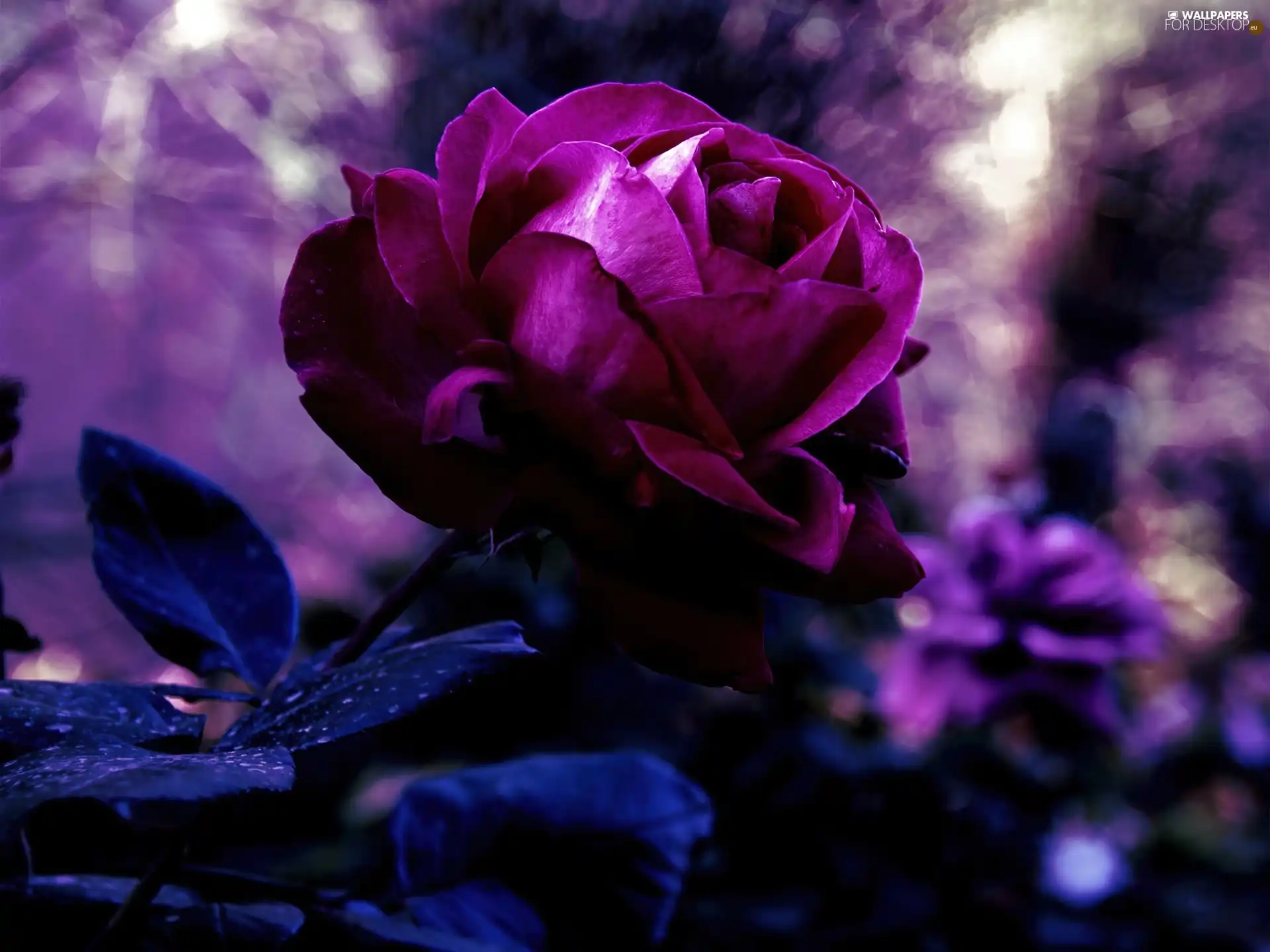 rose, Beauty, Violet
