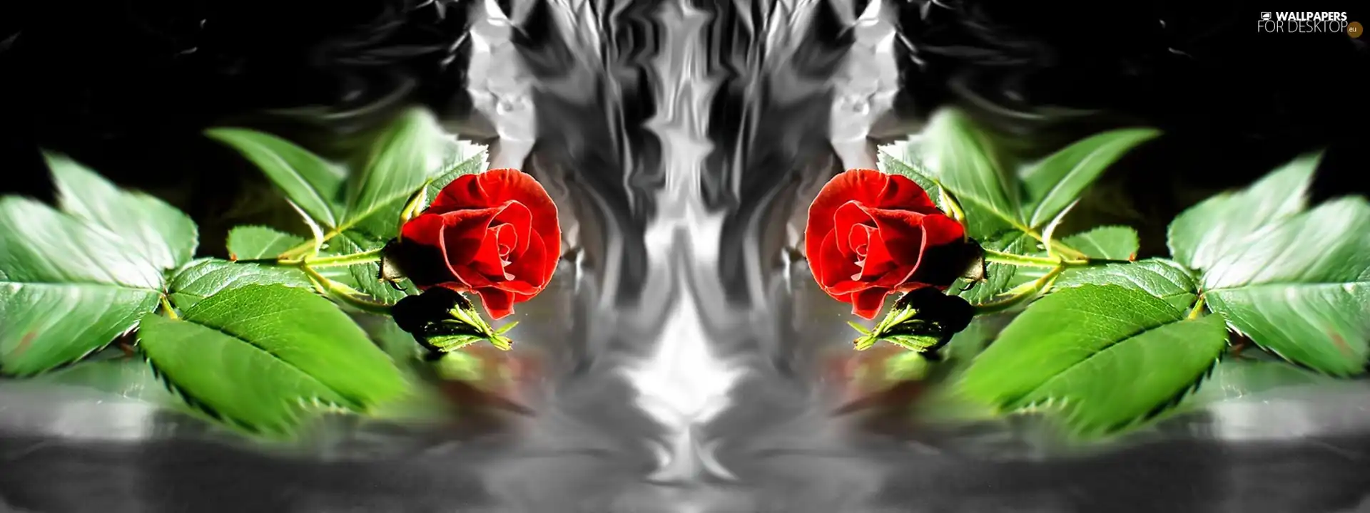 roses, Two, Red