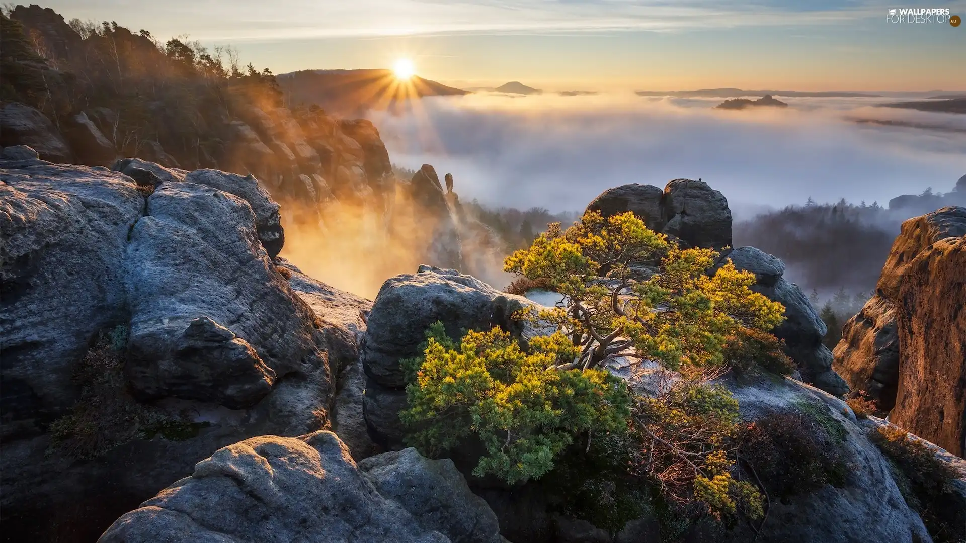 Děčínská vrchovina, Germany, Fog, woods, pine, rocks, Saxon Switzerland National Park, Great Sunsets