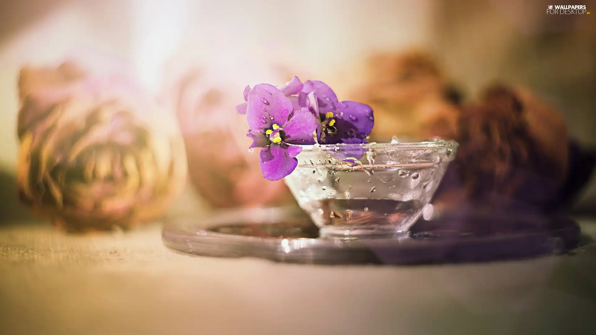 Flowers, Sepolia, bowl, purple, Glass