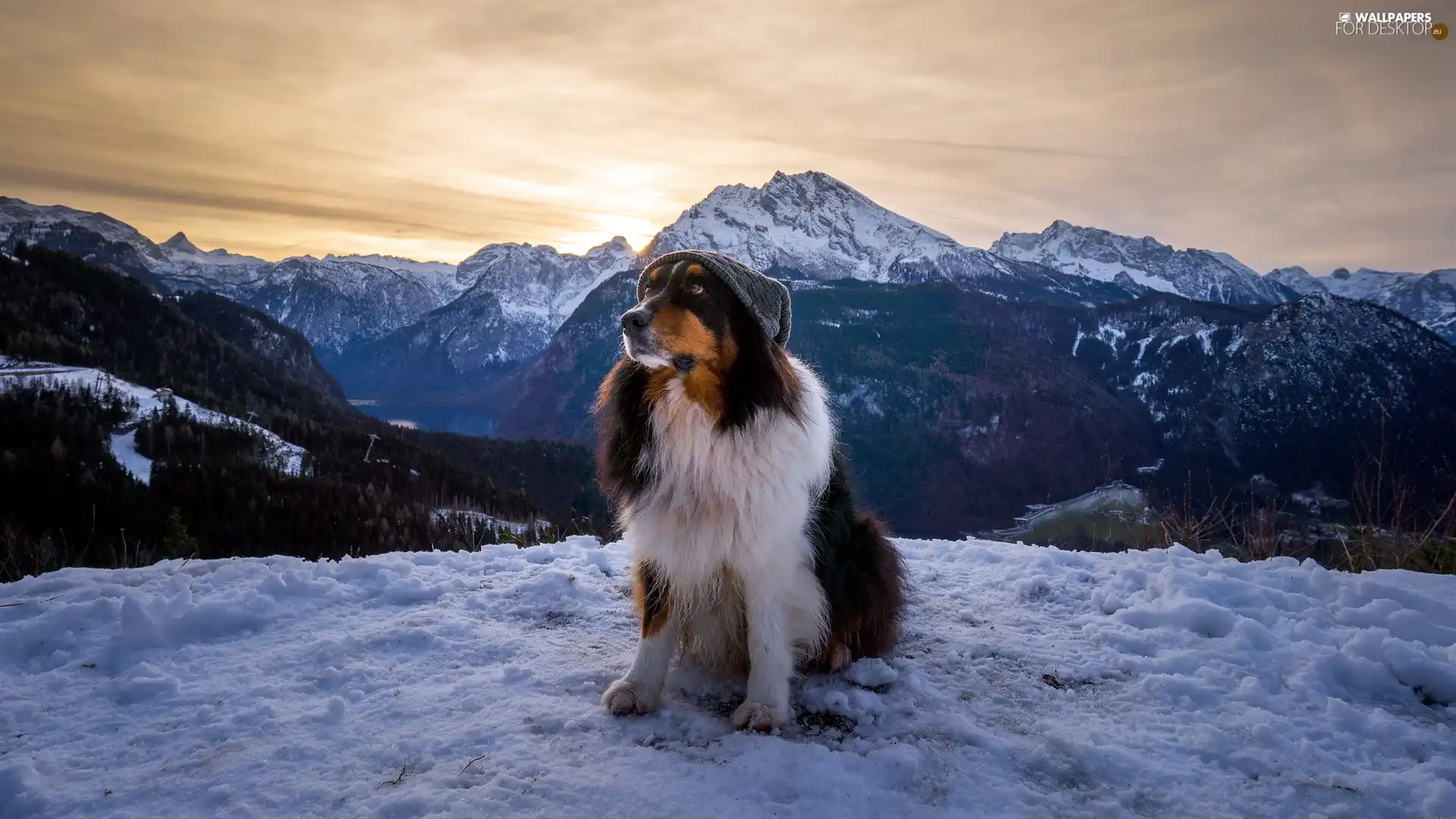 snow, Mountains, Australian Shepherd, Hat, dog