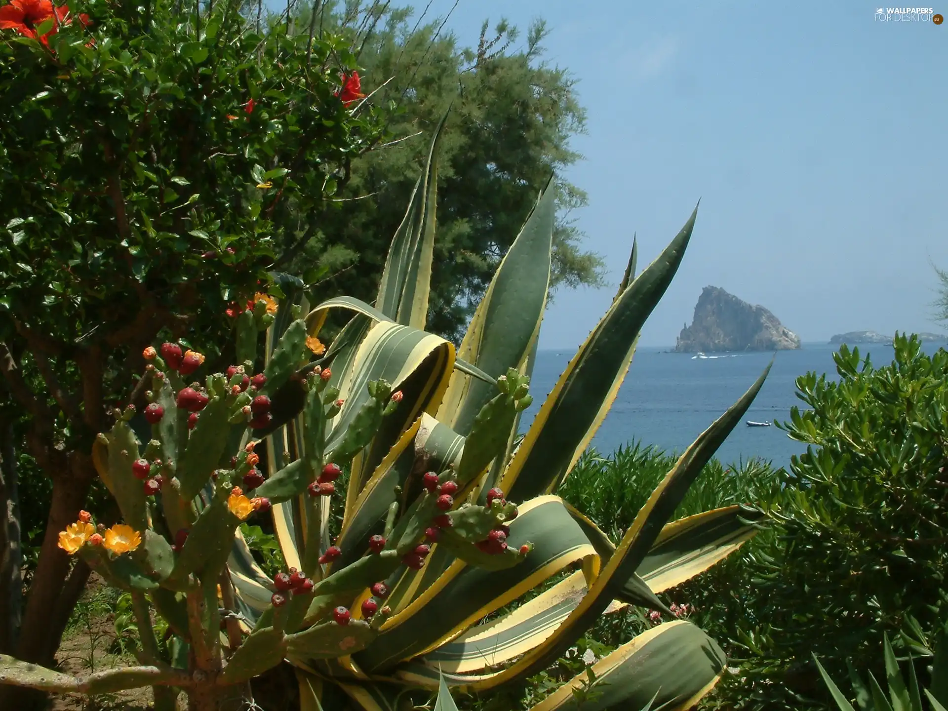 Cactus, Panarea, Sicilia, sea