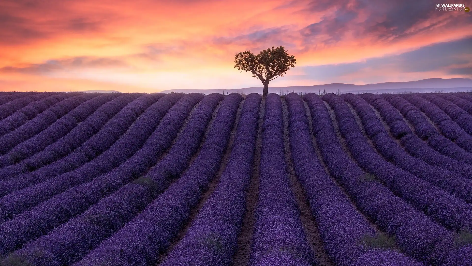 trees, Field, color, Sky, Great Sunsets, lavender