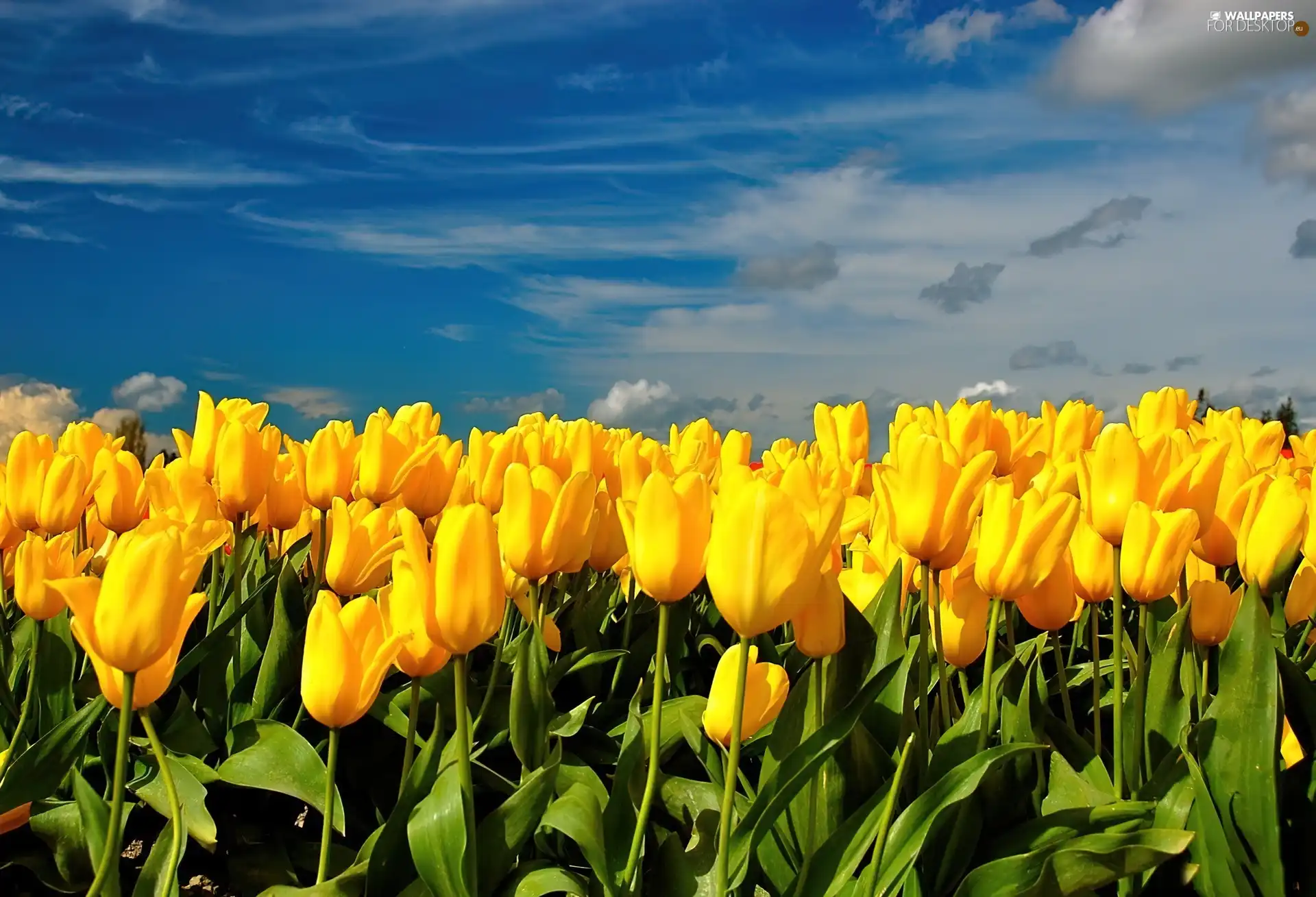 Field, tulips, Sky, yellow