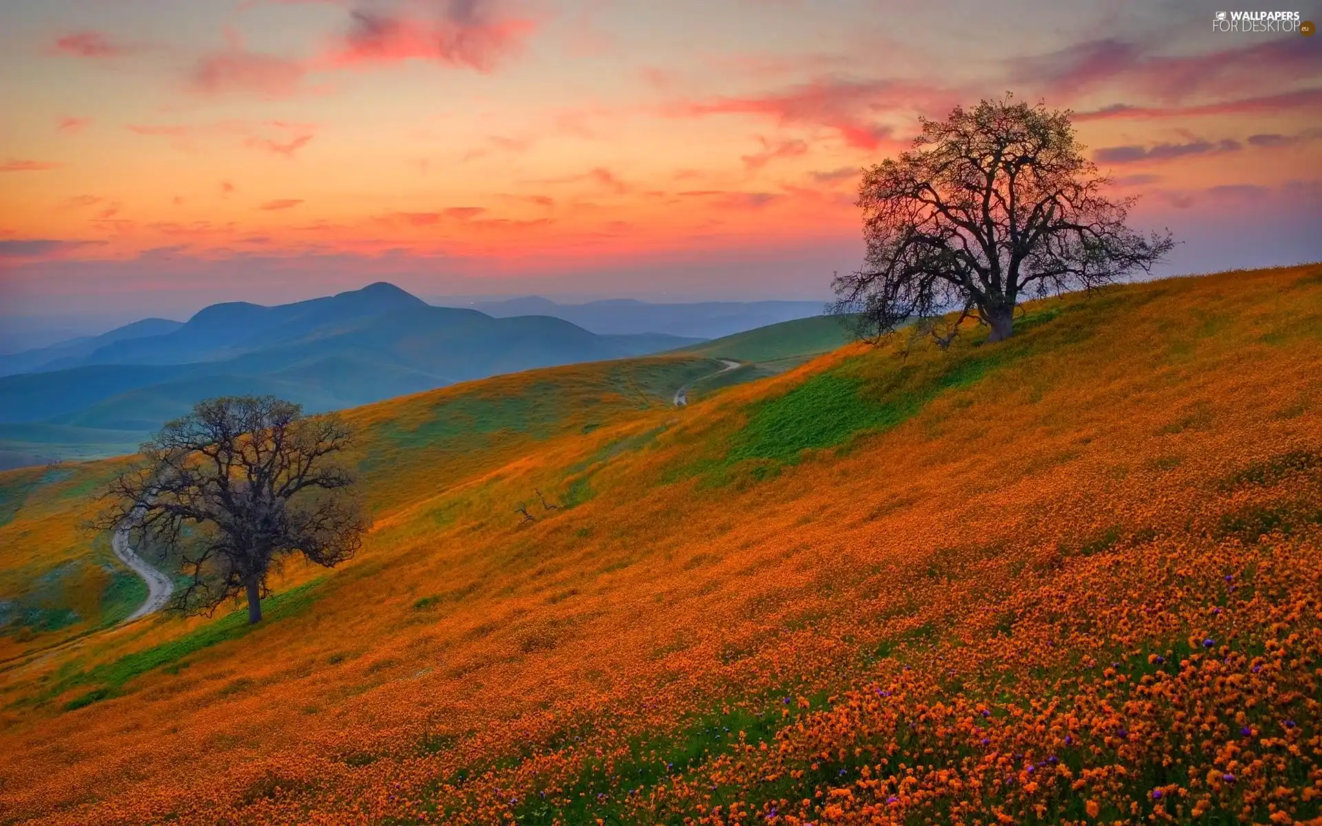 Sky, The Hills, trees, viewes, Meadow